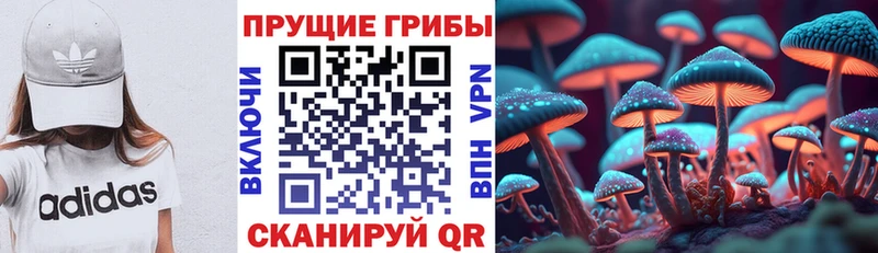 Галлюциногенные грибы Psilocybe  Медынь 